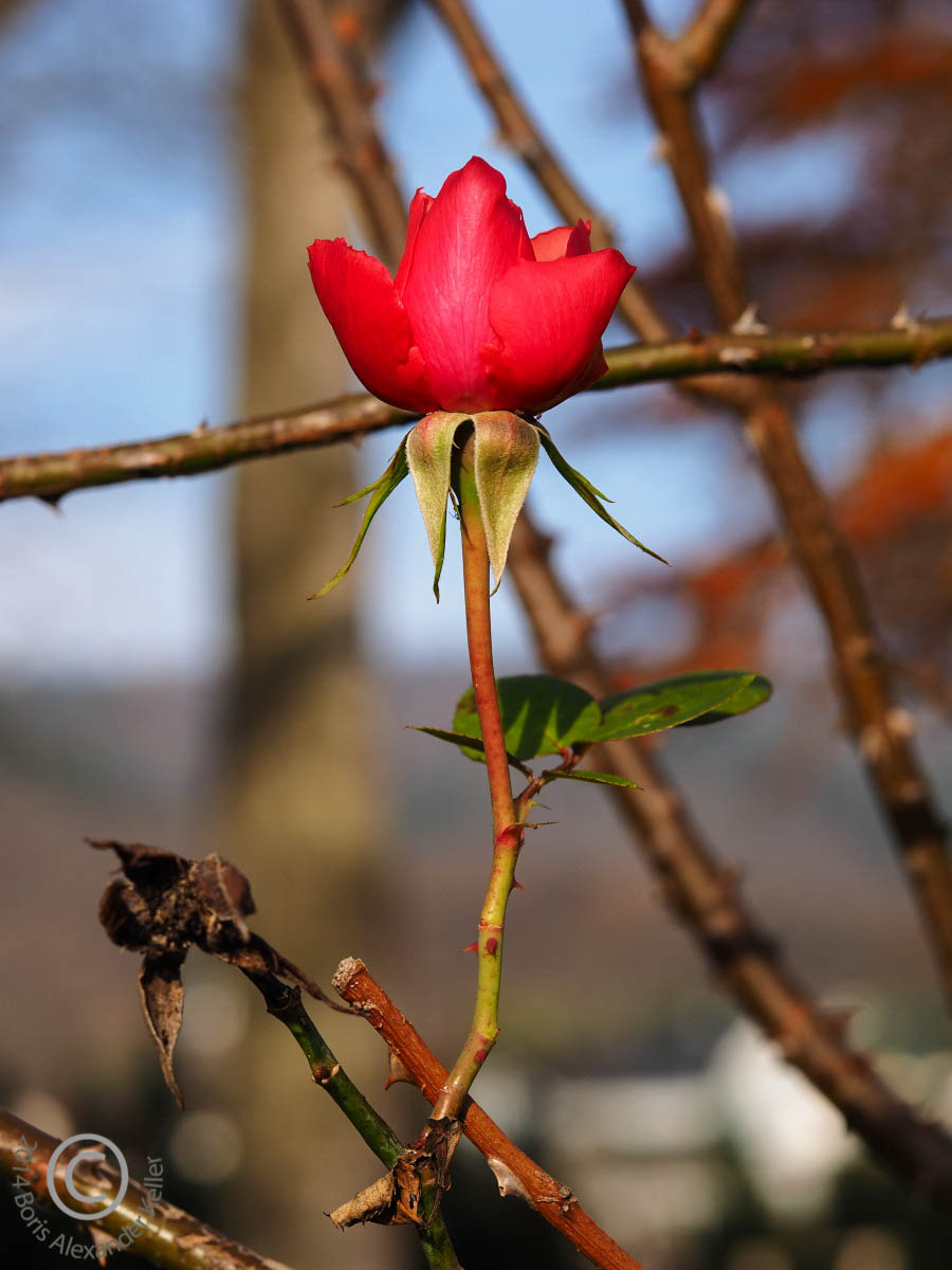 November Rose