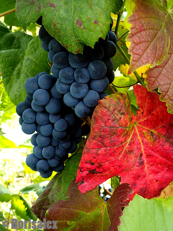 Red leaf and blue grapes