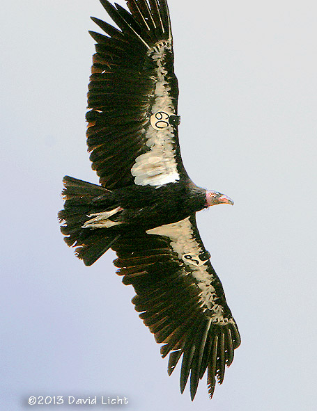 California Condor