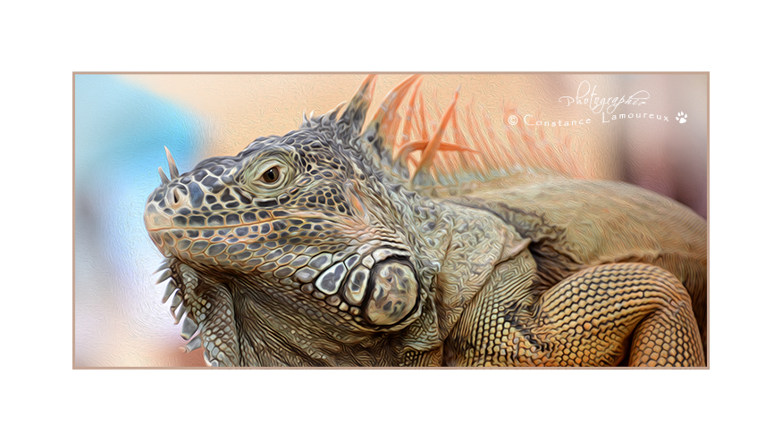 iguane.