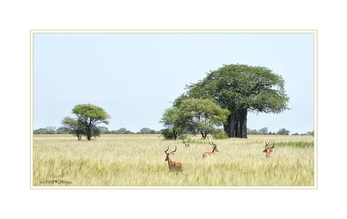 Antilope et baobab...