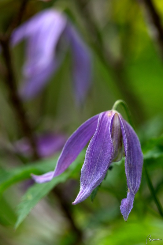 Clematis