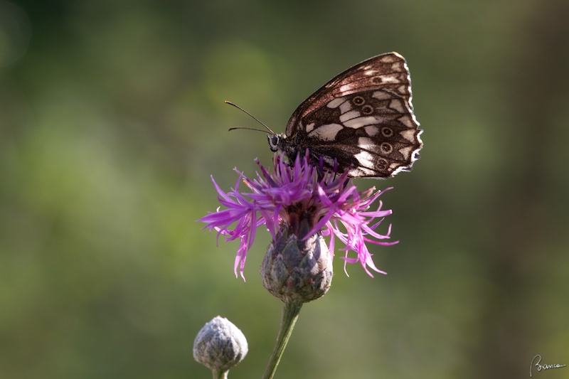 Melanargia galathea