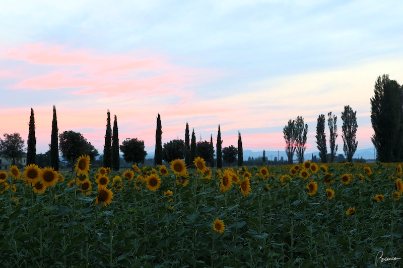 Girasoli dUmbria