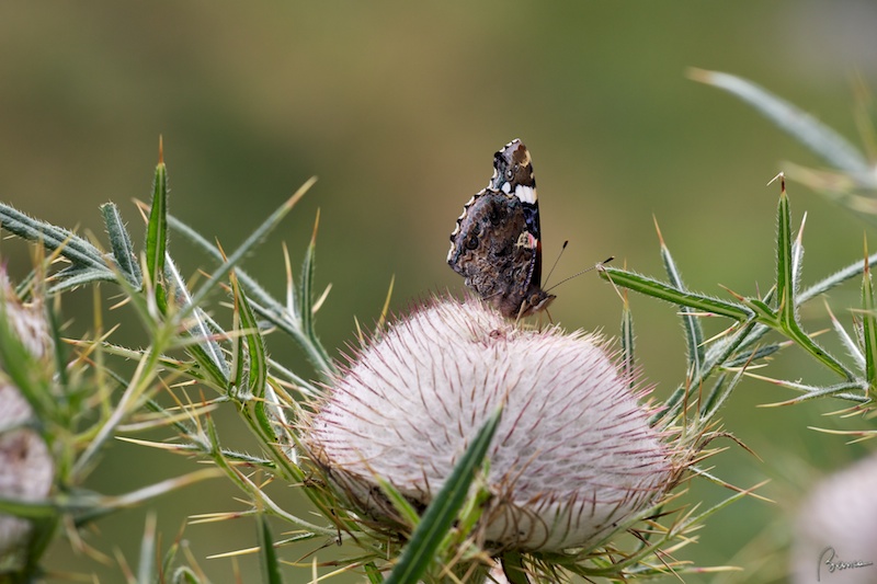 Vanessa atalanta