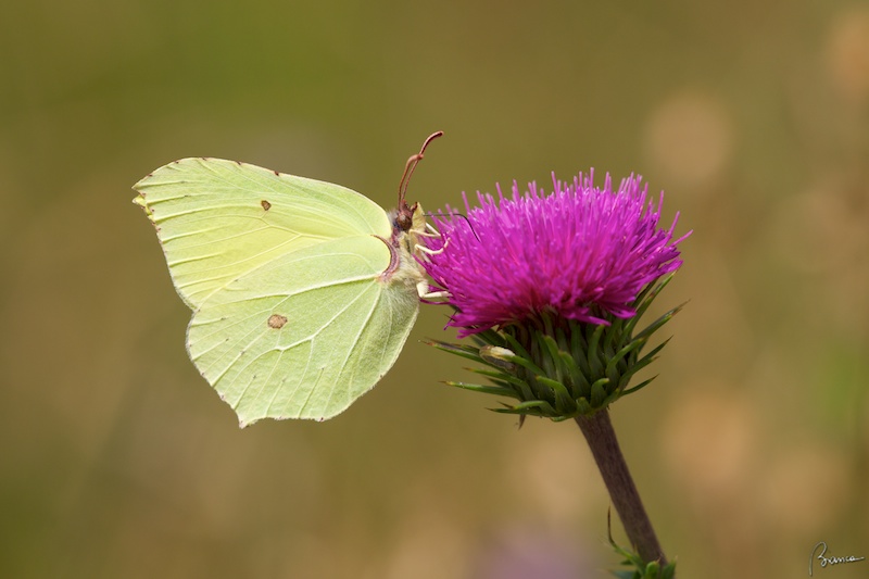 Cedronella (Gonepteryx rhamni)