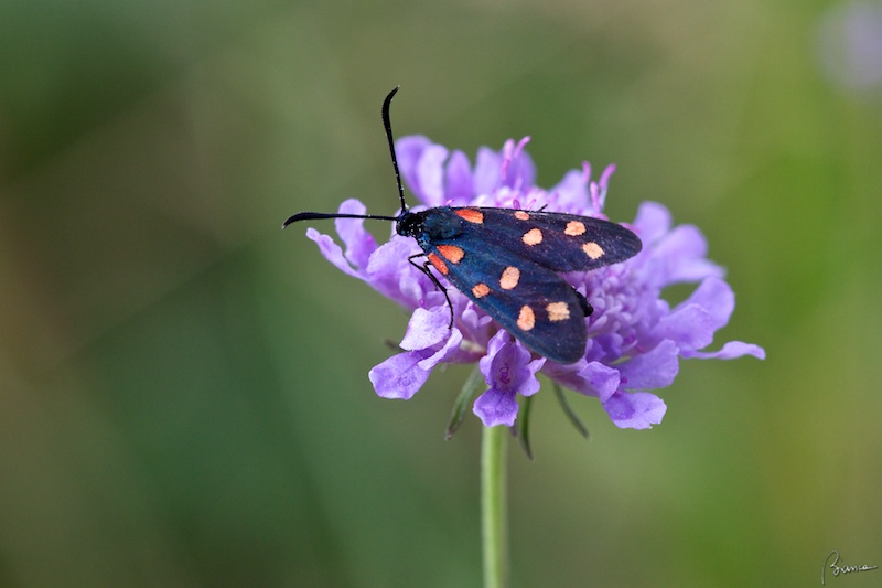 zygaena filipendulae