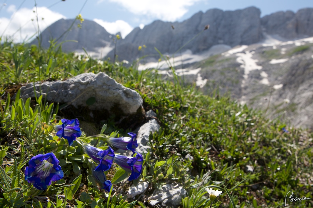 Genziana di Clusius