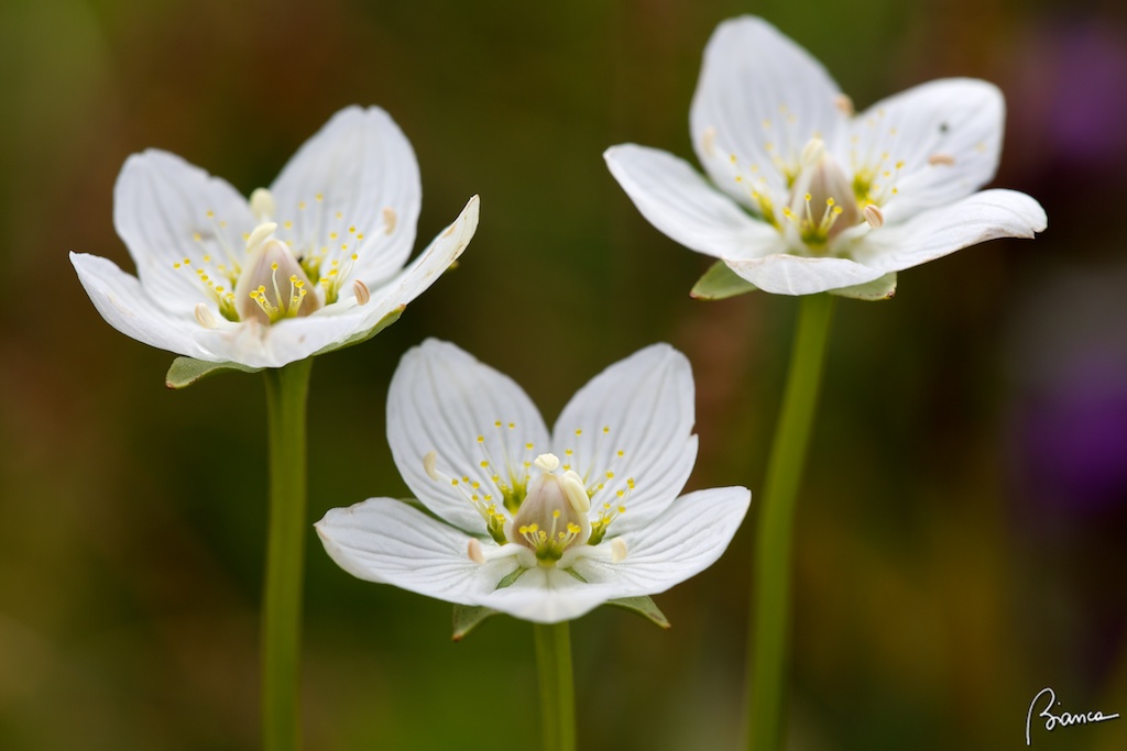 Parnassia