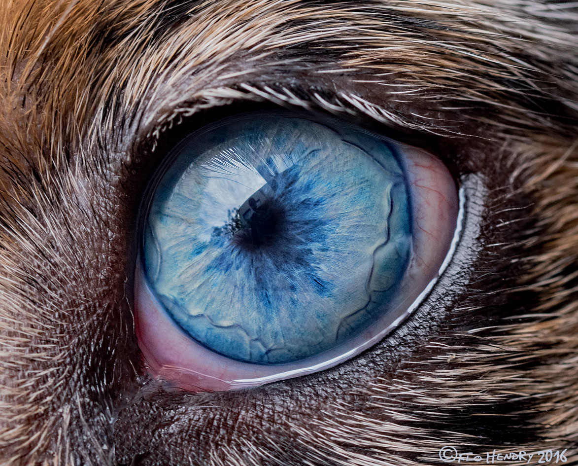 Blue Eye
