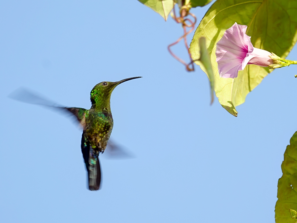 Zumbador Pechiazul (Green-throated Carib).