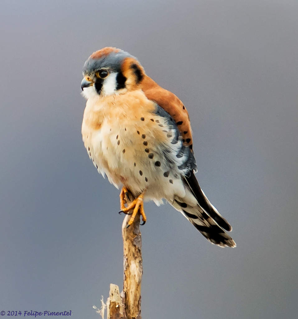 Kestrel Falcon