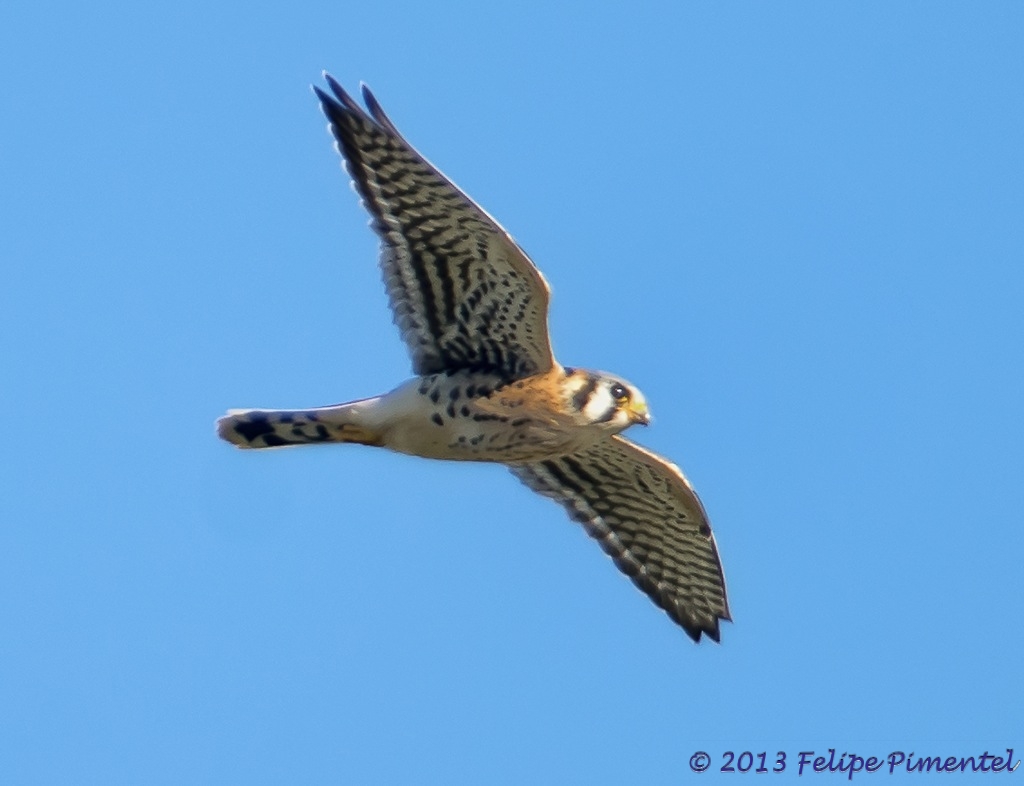 Kestrel Falcon