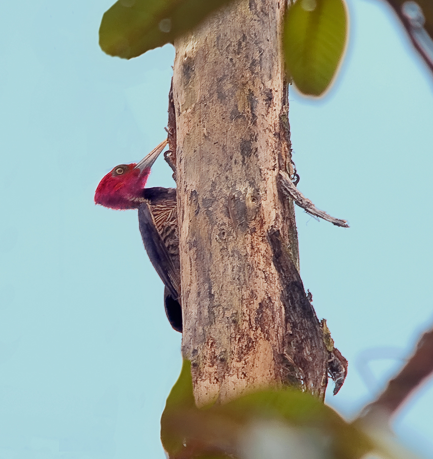 Pale-billed Woodpecker