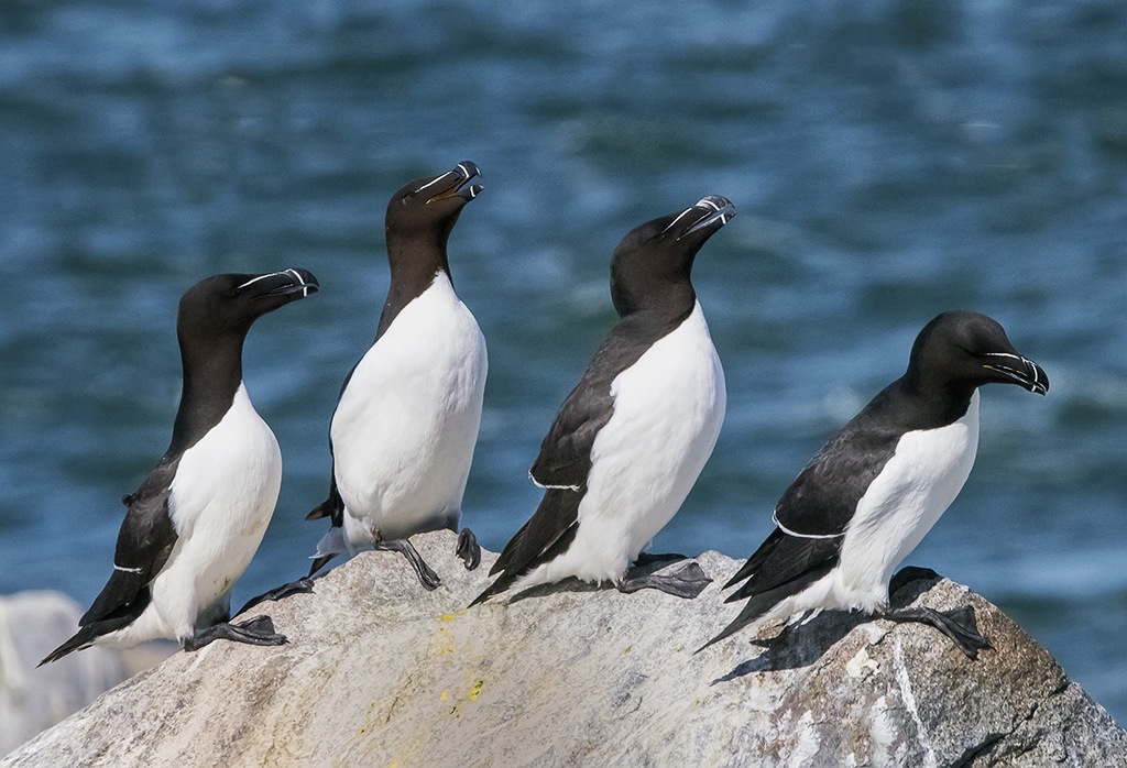 Razorbills