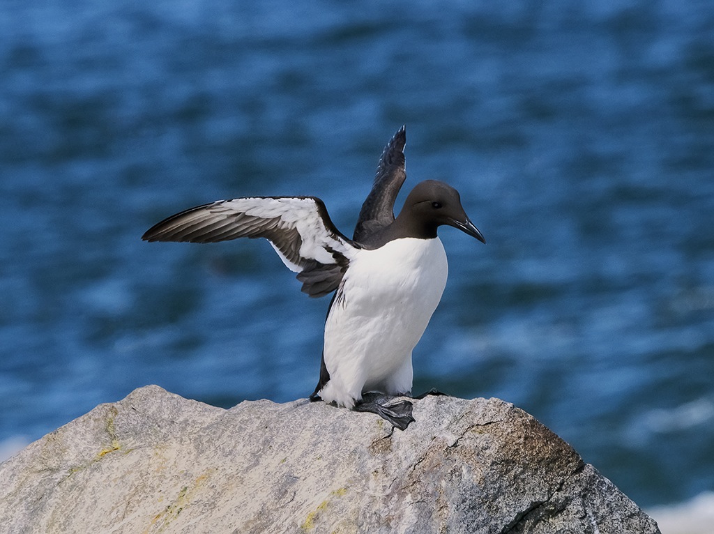 Murre (or Common Guillemot) 