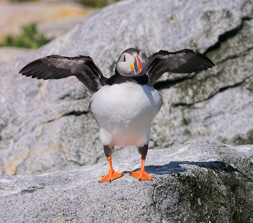 Atlantic Puffin