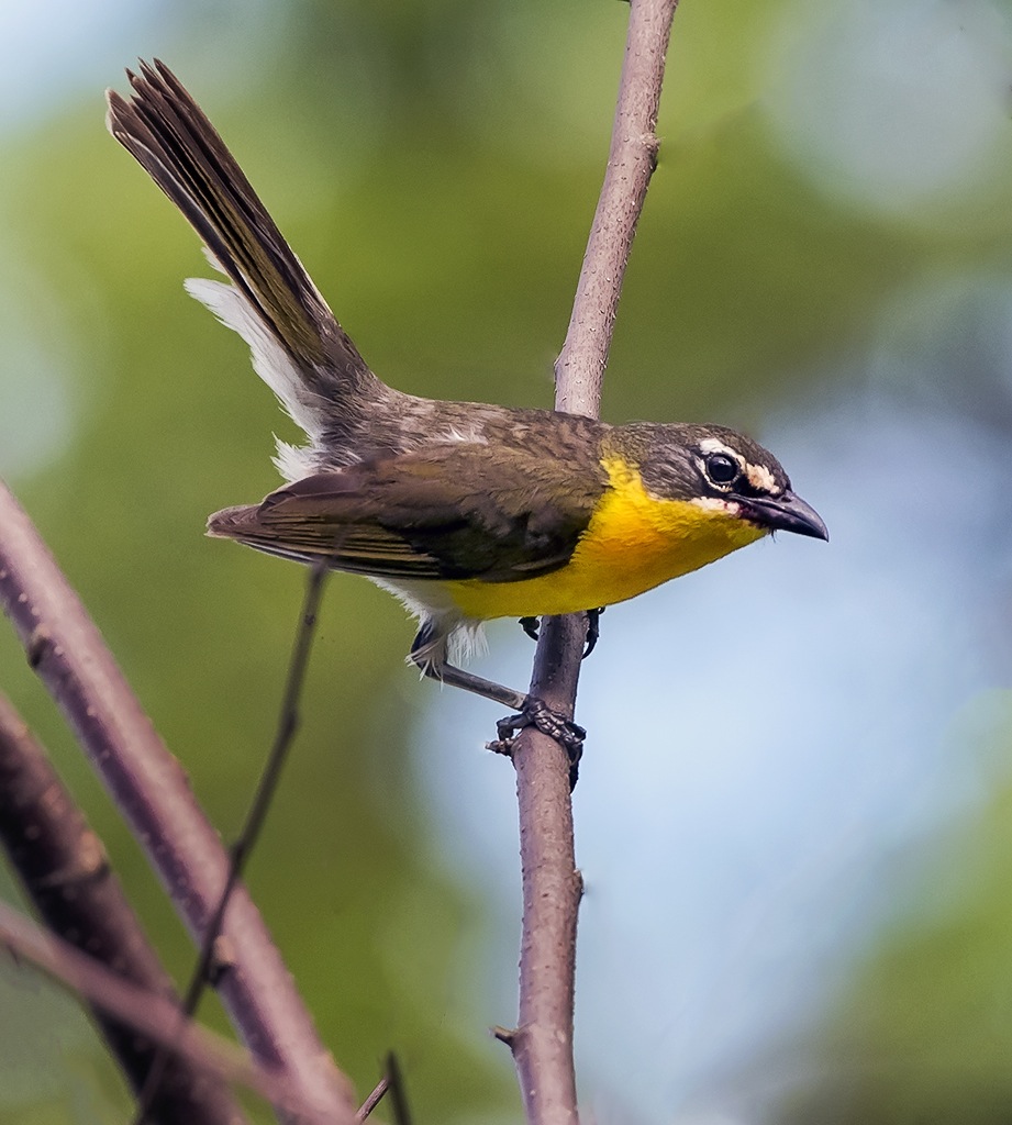 Yellow-breasted Chat