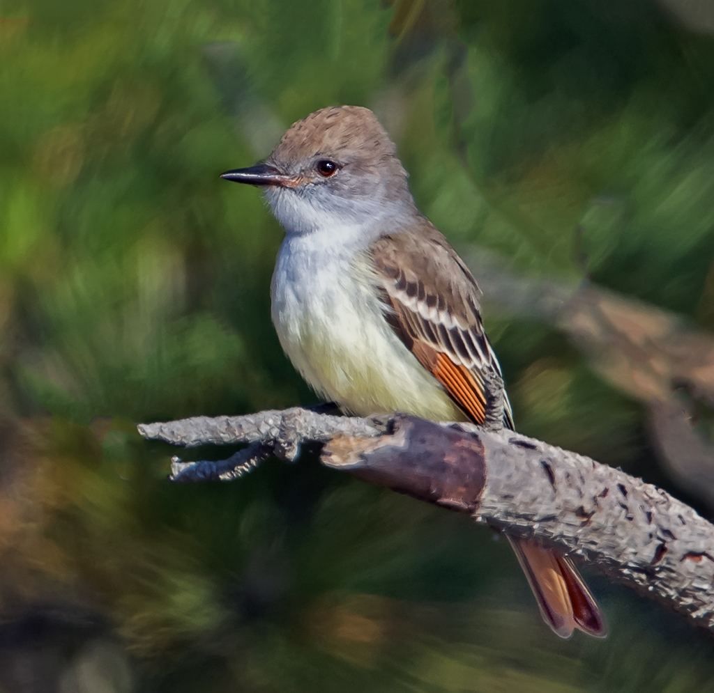 Ash-throated Flycatcher 