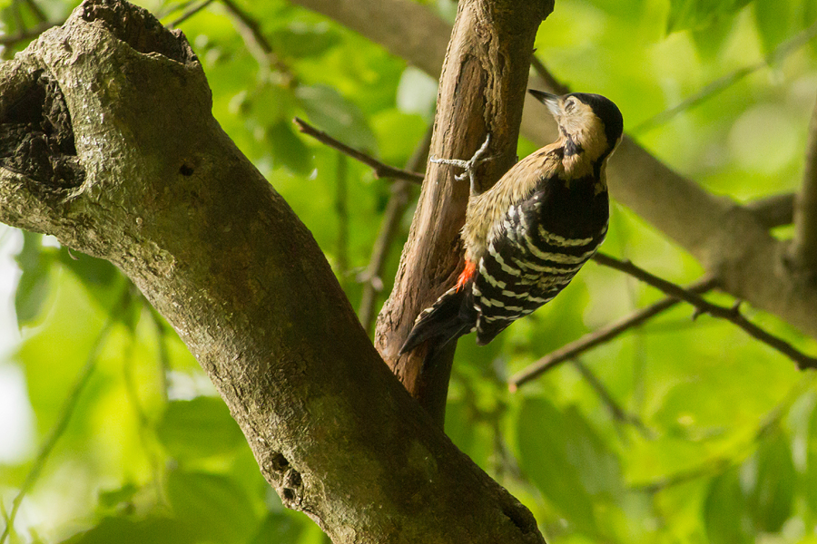 Fulvous-breasted Dendrocopos macei