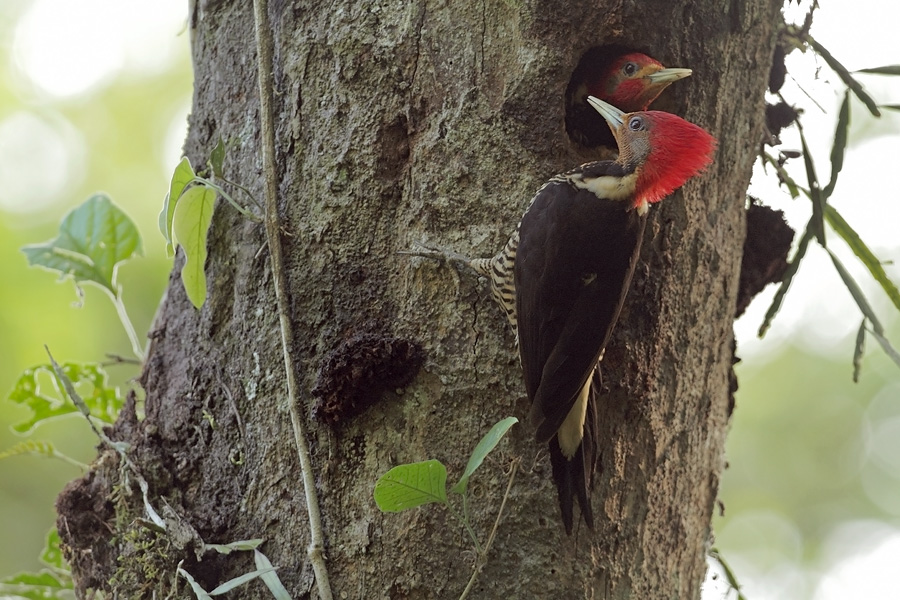 nest release