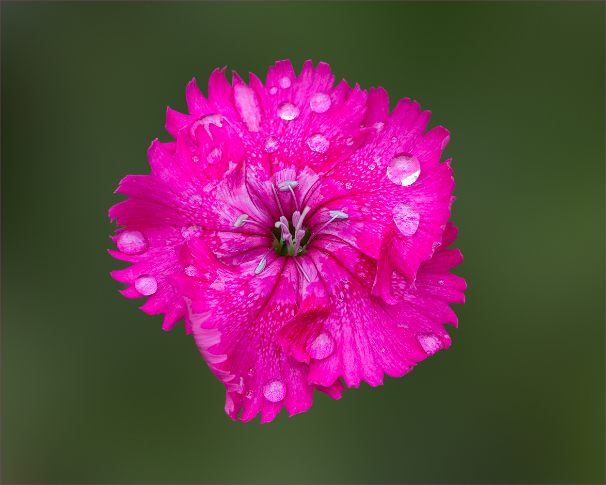 Pink Carnation On Green