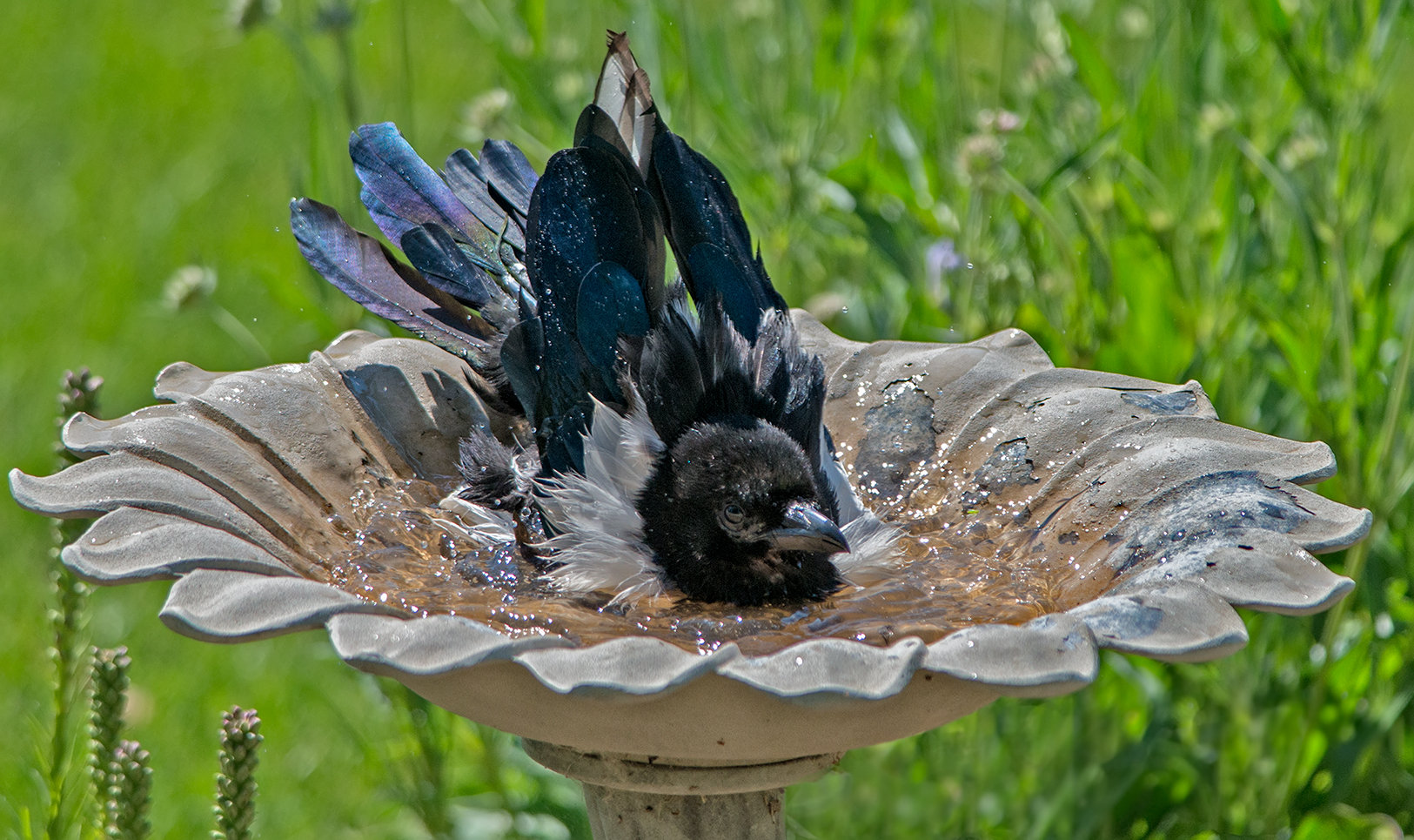 Young Magpie Bathing