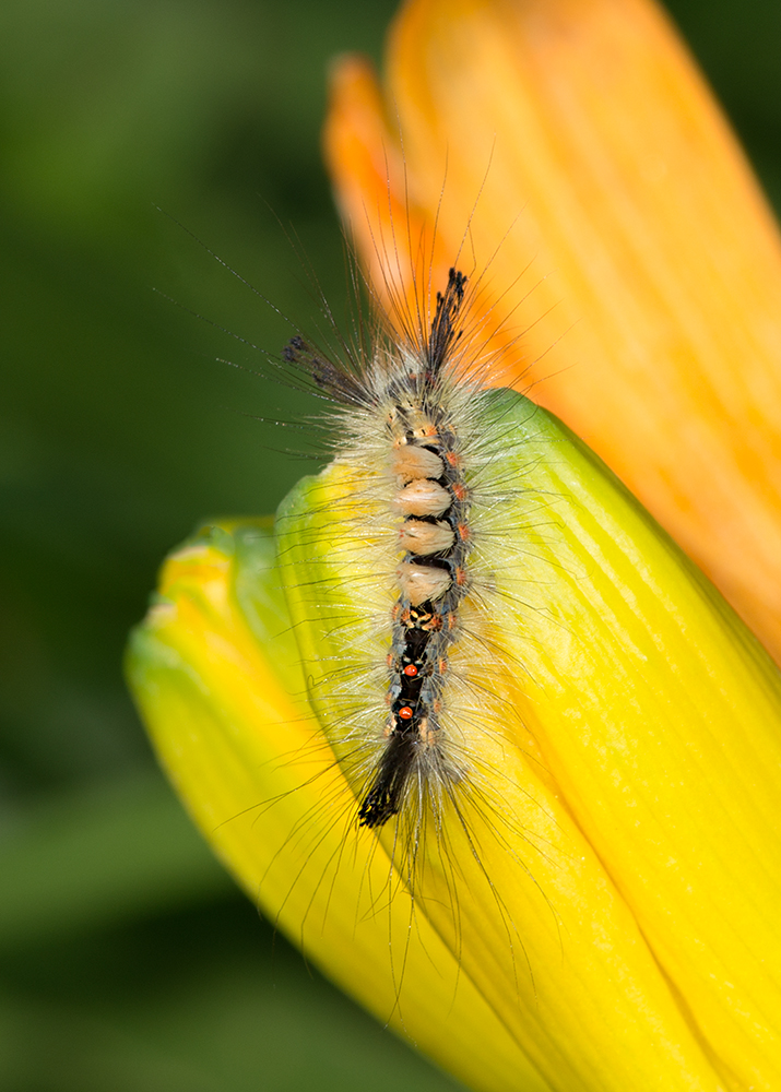 Caterpillar - Milkweed Tiger Moth
