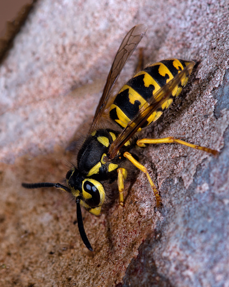 Wasp Drinking