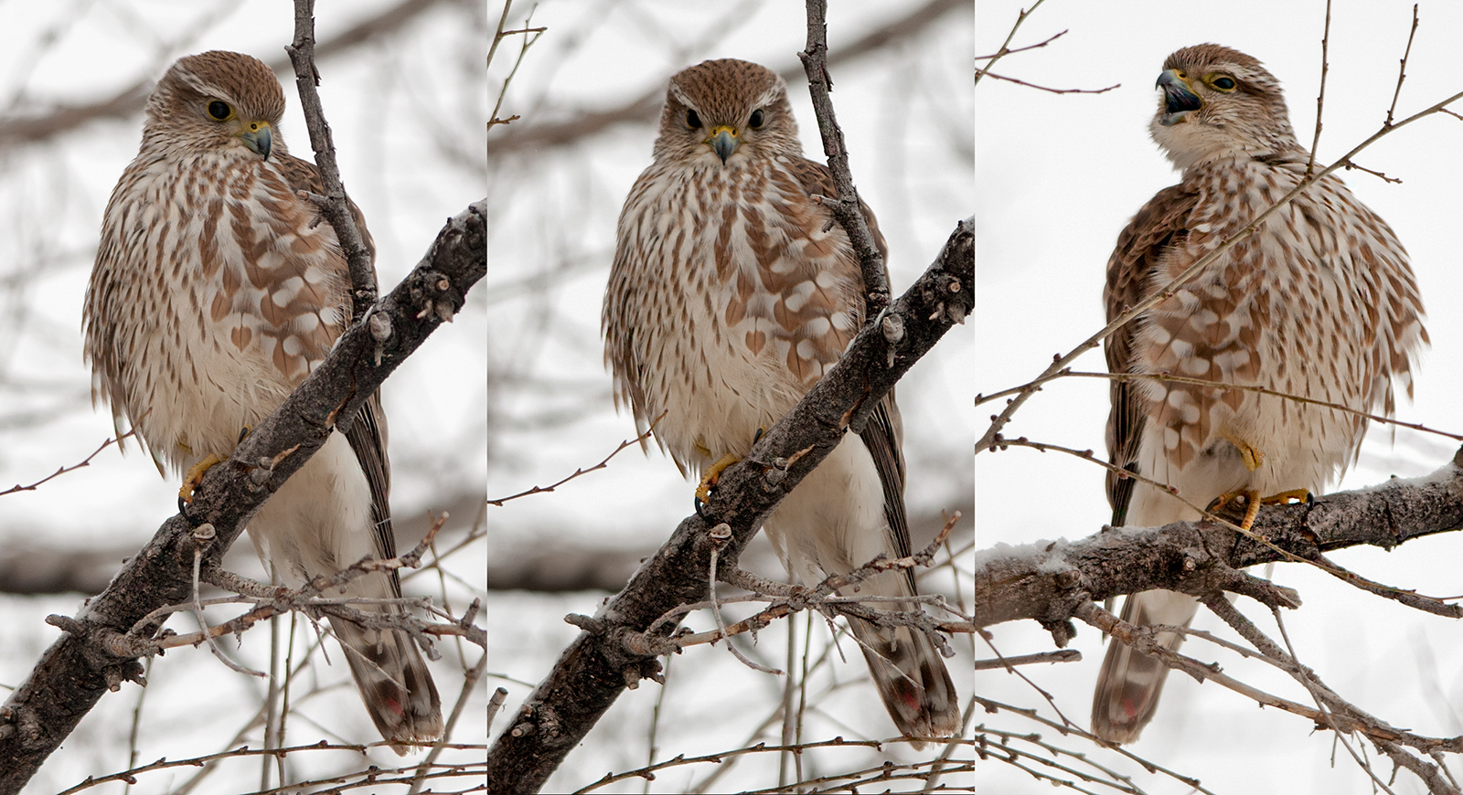 Merlins Falcon Triptych