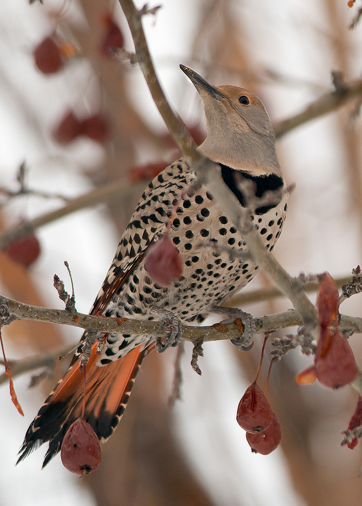 Western Northern Flicker