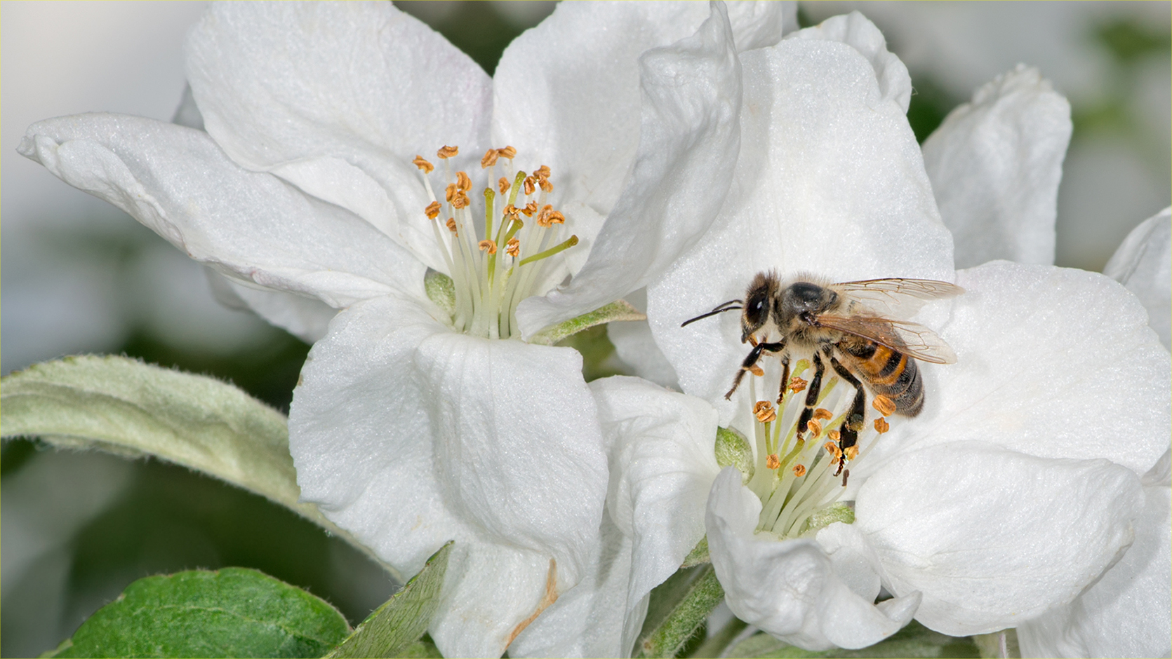 Apple Blossom Nectar