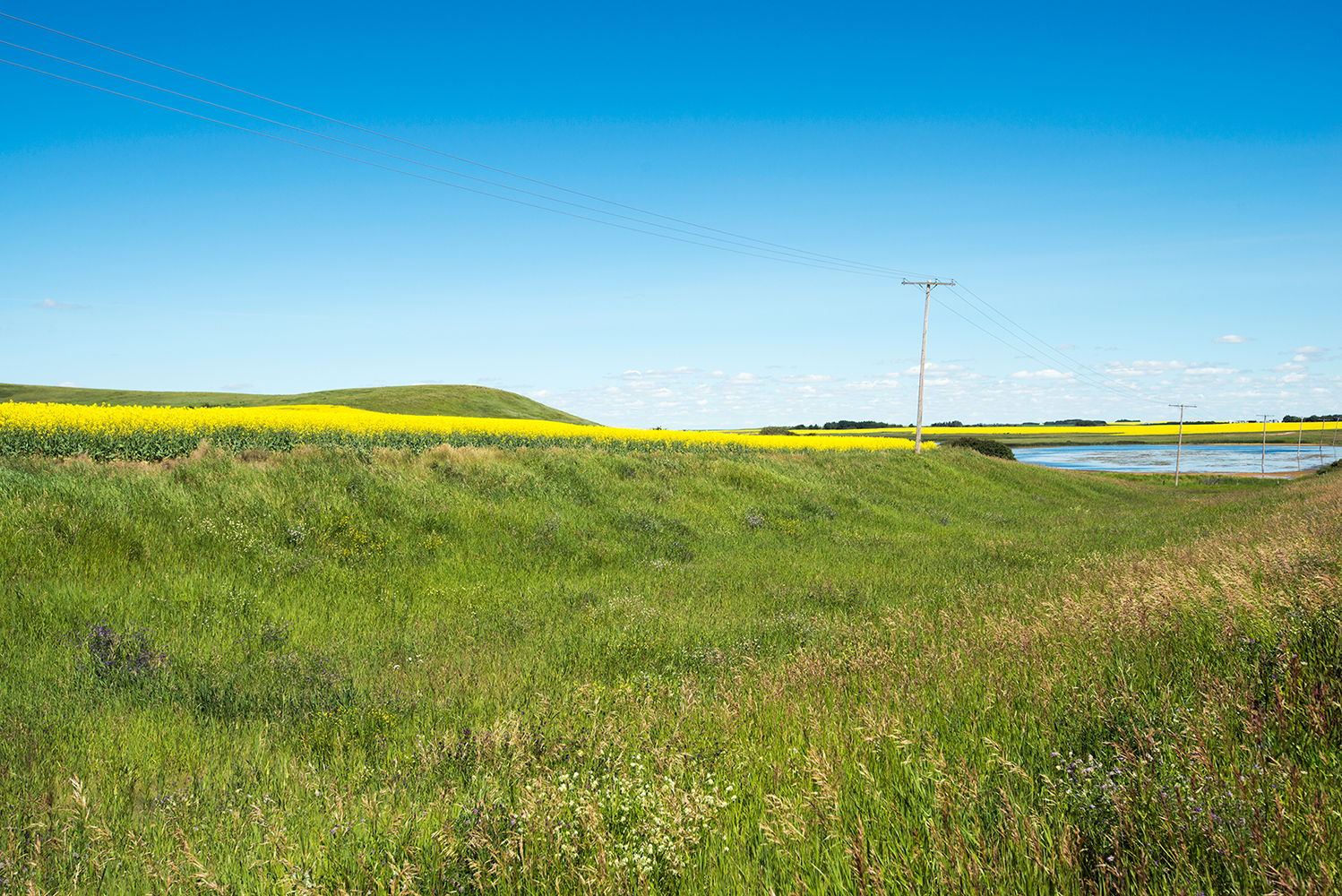 Pole Position -Prairie Colors 