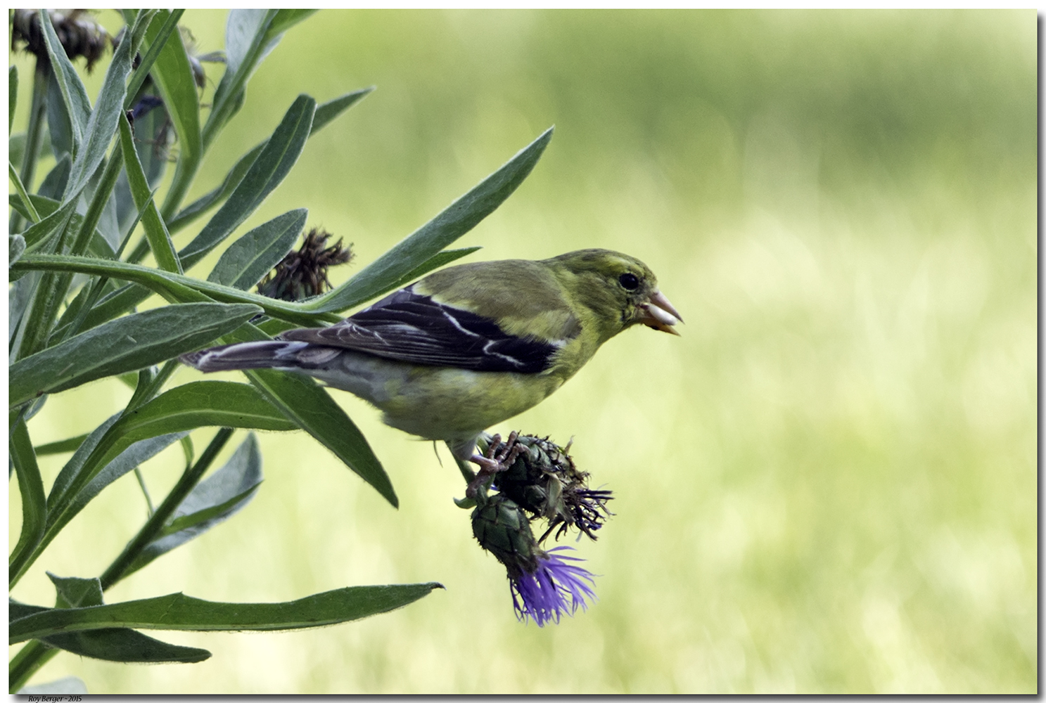 Goldfinch On Flower