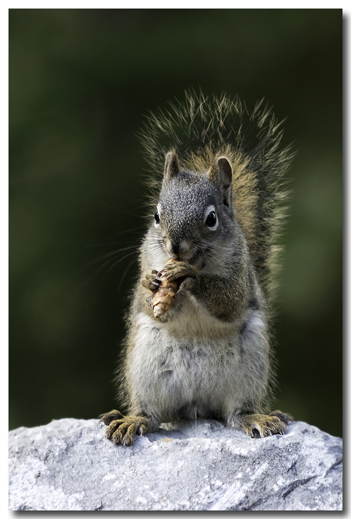 Pinecone Dinner