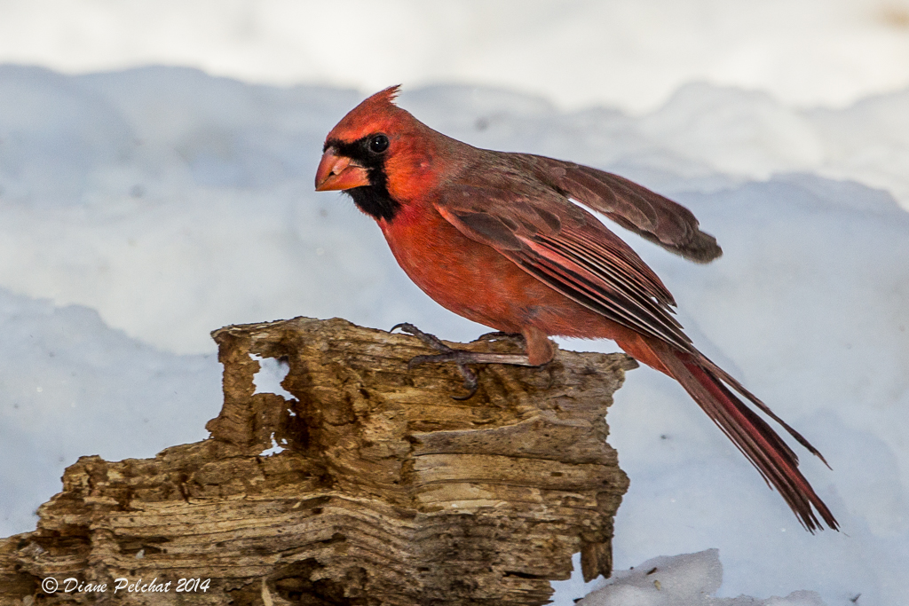 Cardinal rouge<br/>Northern Cardinal