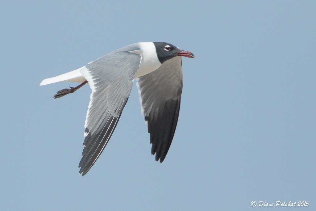 Mouette atricille<br/>Laughing Gull<br/>1M8A5715.jpg