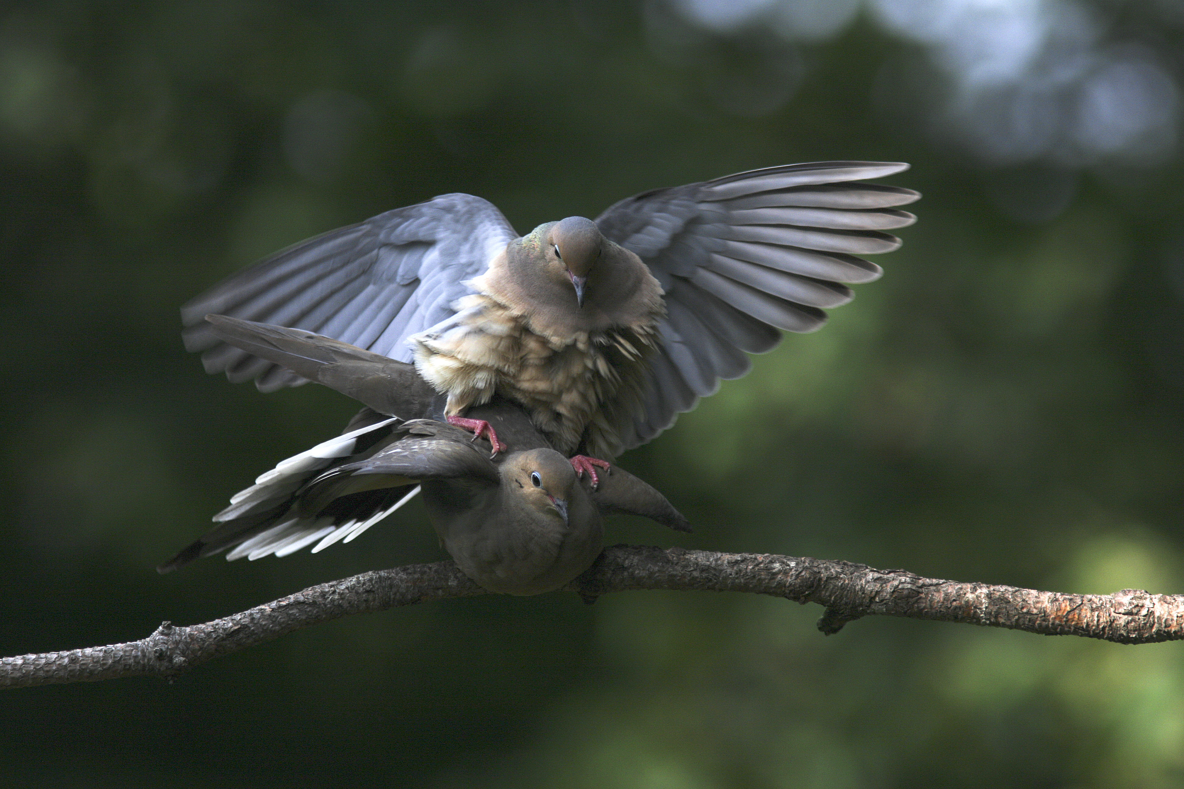 Mourning Dove - Tourterelle triste - Zenaida macroura.jpg