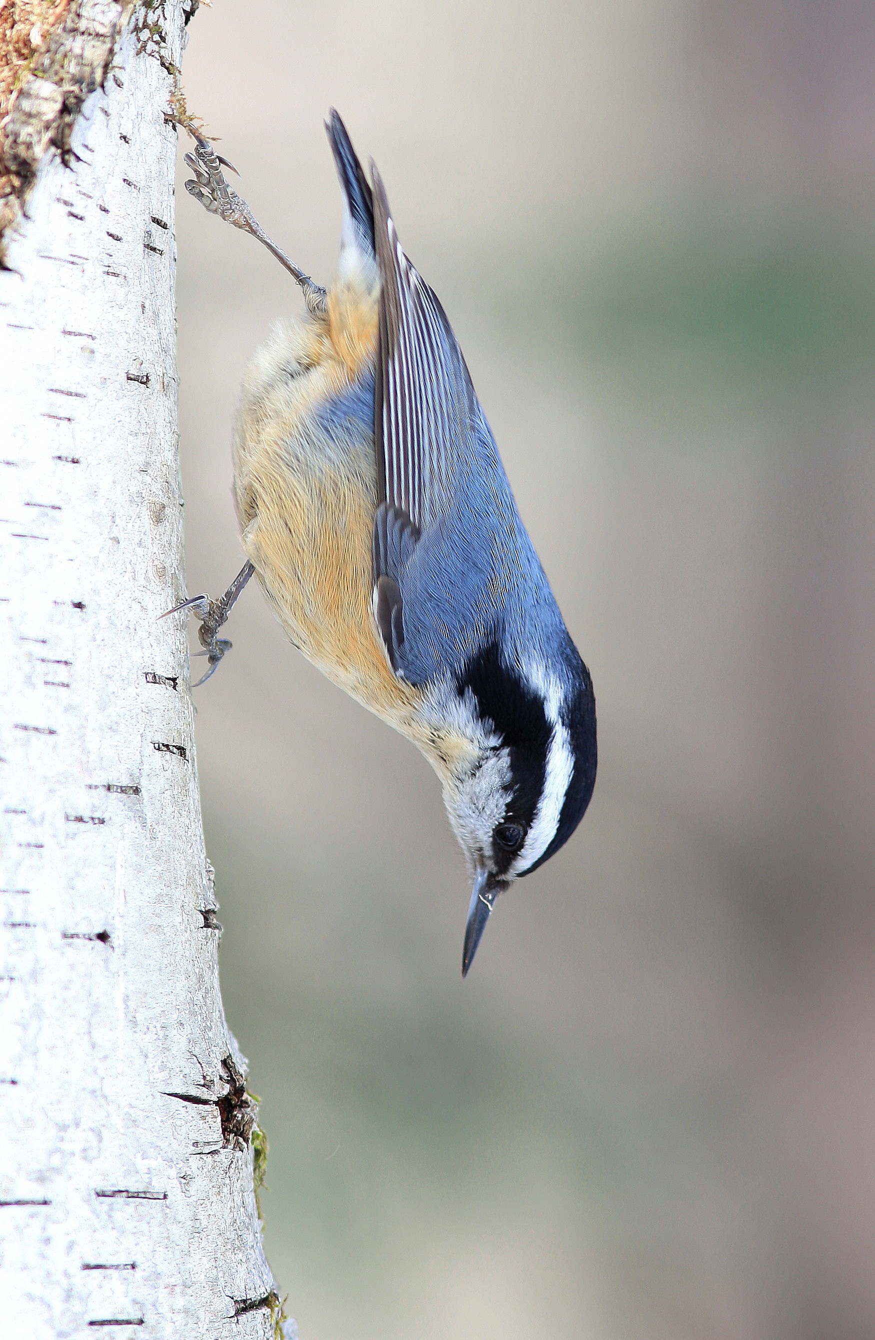 Red-breasted Nuthatch - Sittelle à poitrine rousse - Sitta canadensis.JPG