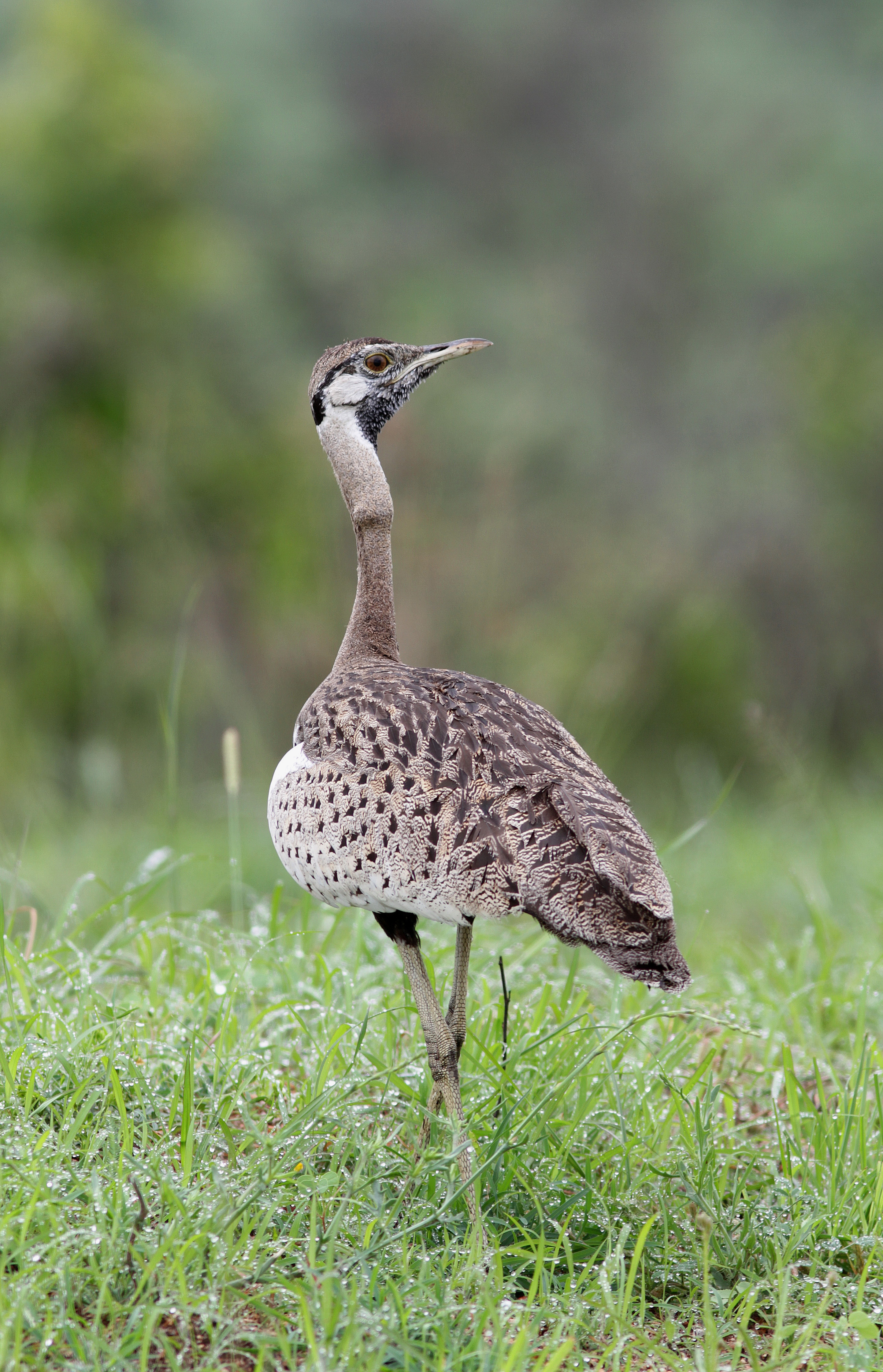 Black-bellied Bustard - Outarde à ventre noir - Lissotis melanogaster.JPG