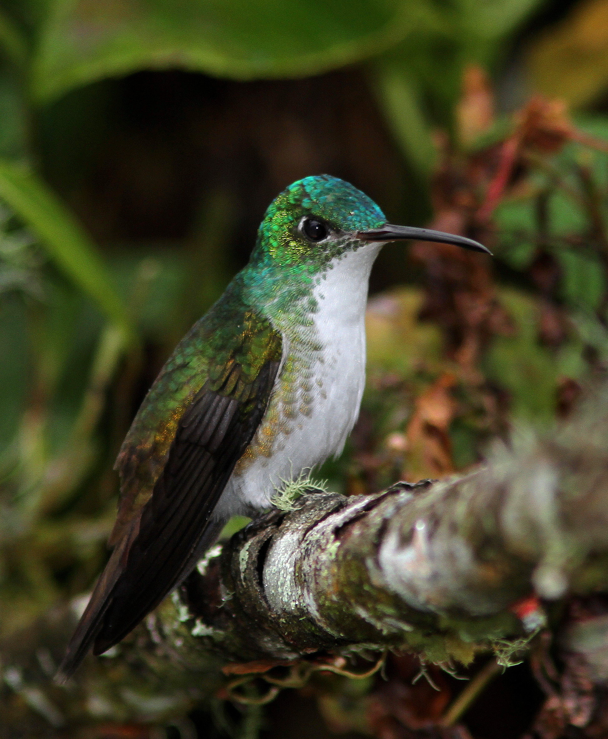 Andean Emerald - Ariane de Francia - Amazilia franciae