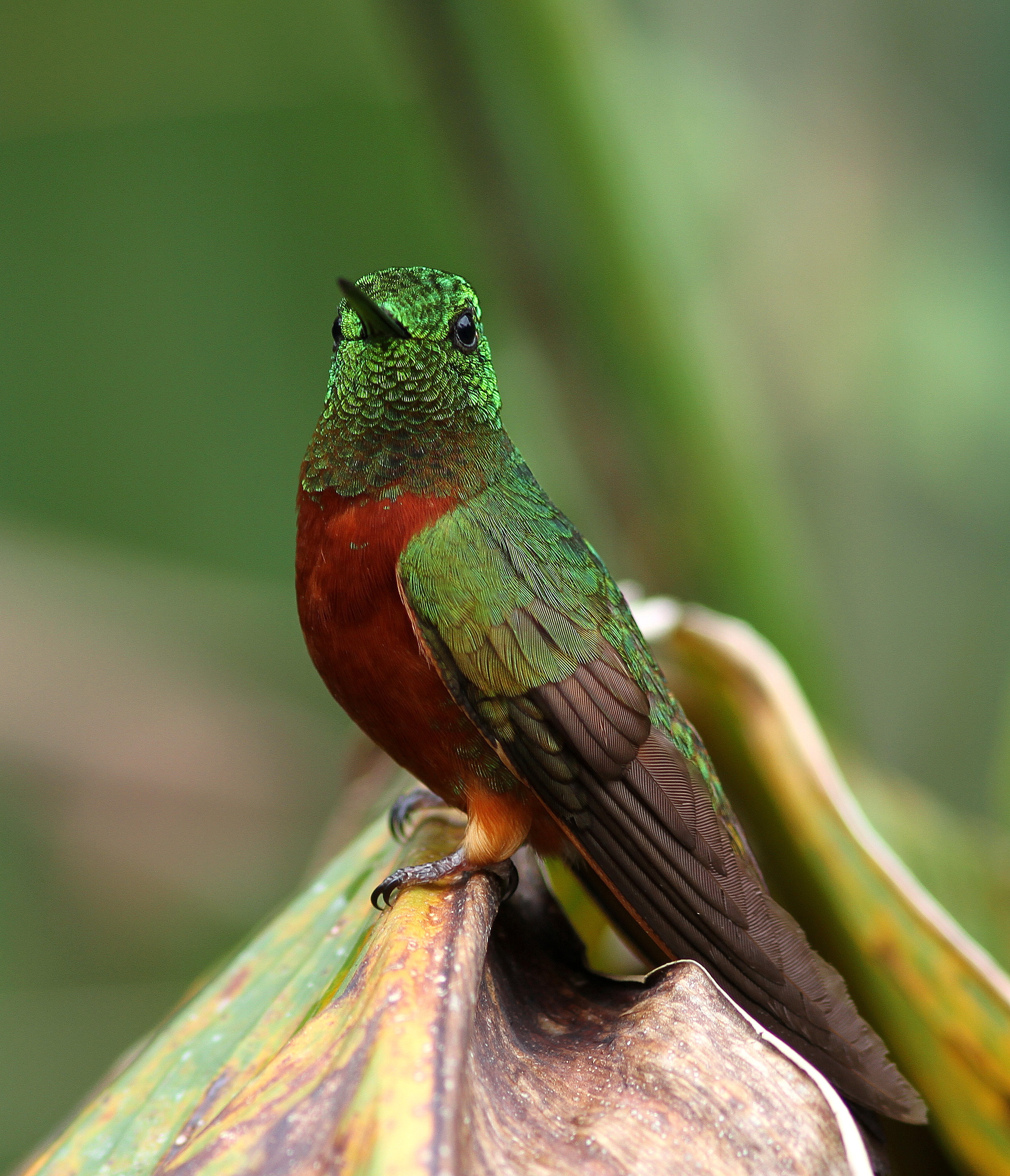 Chestnut-breasted Coronet - Colibri de Matthews - Boissonneaua matthewsii