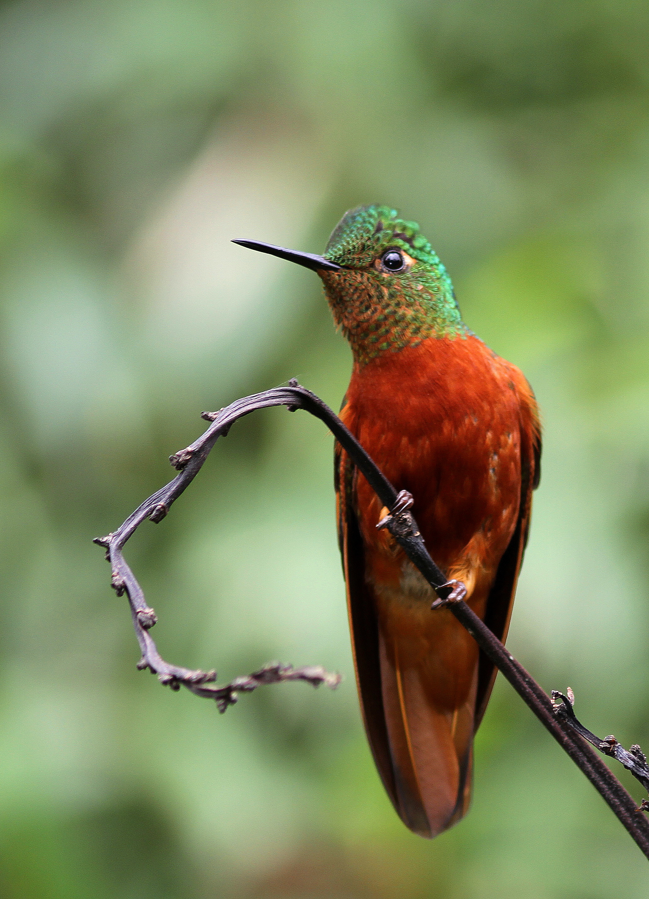 Chestnut-breasted Coronet - Colibri de Matthews - Boissonneaua matthewsii