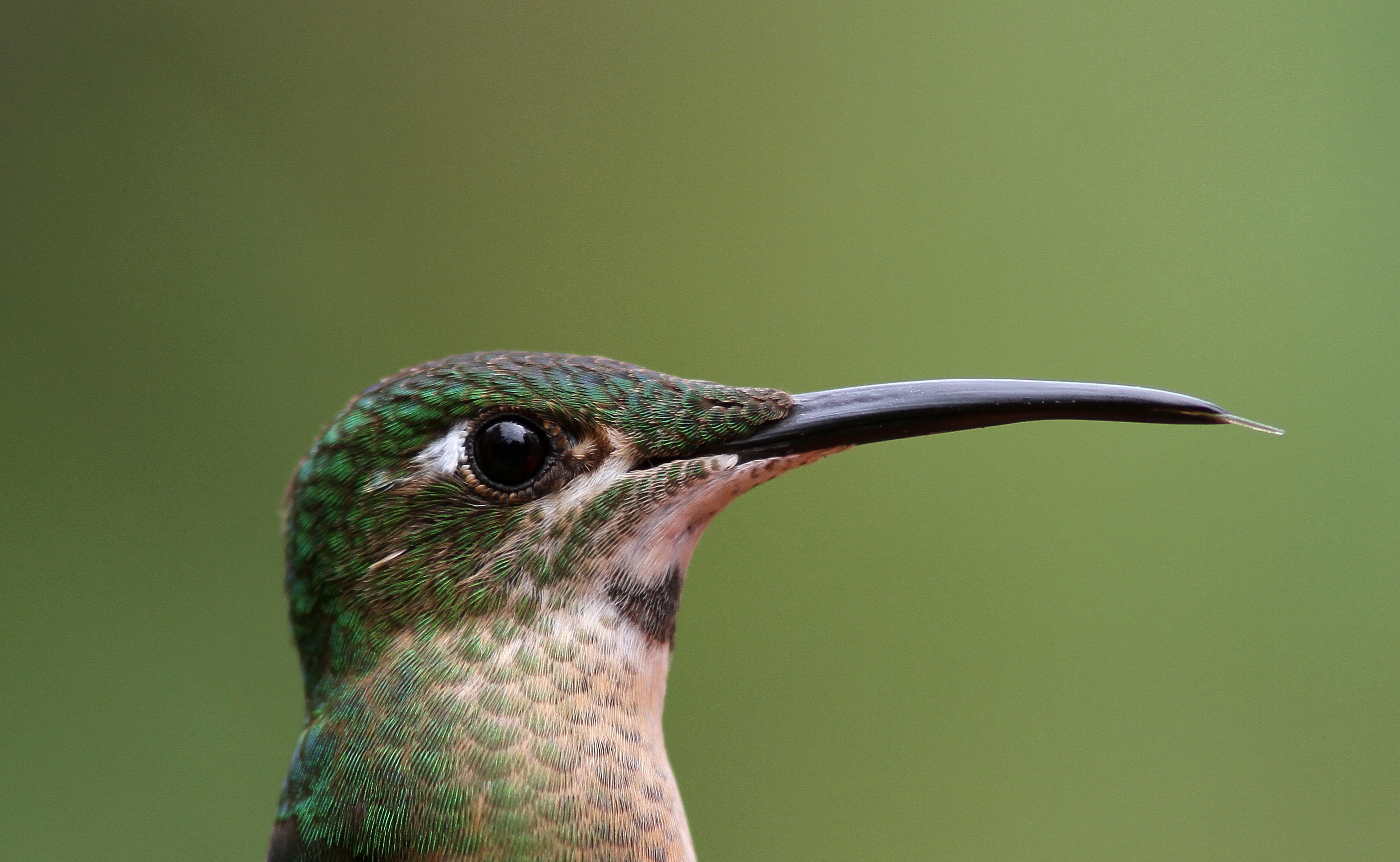 Fawn-breasted Brilliant - Brillant rubinoïde - Heliodoxa rubinoides