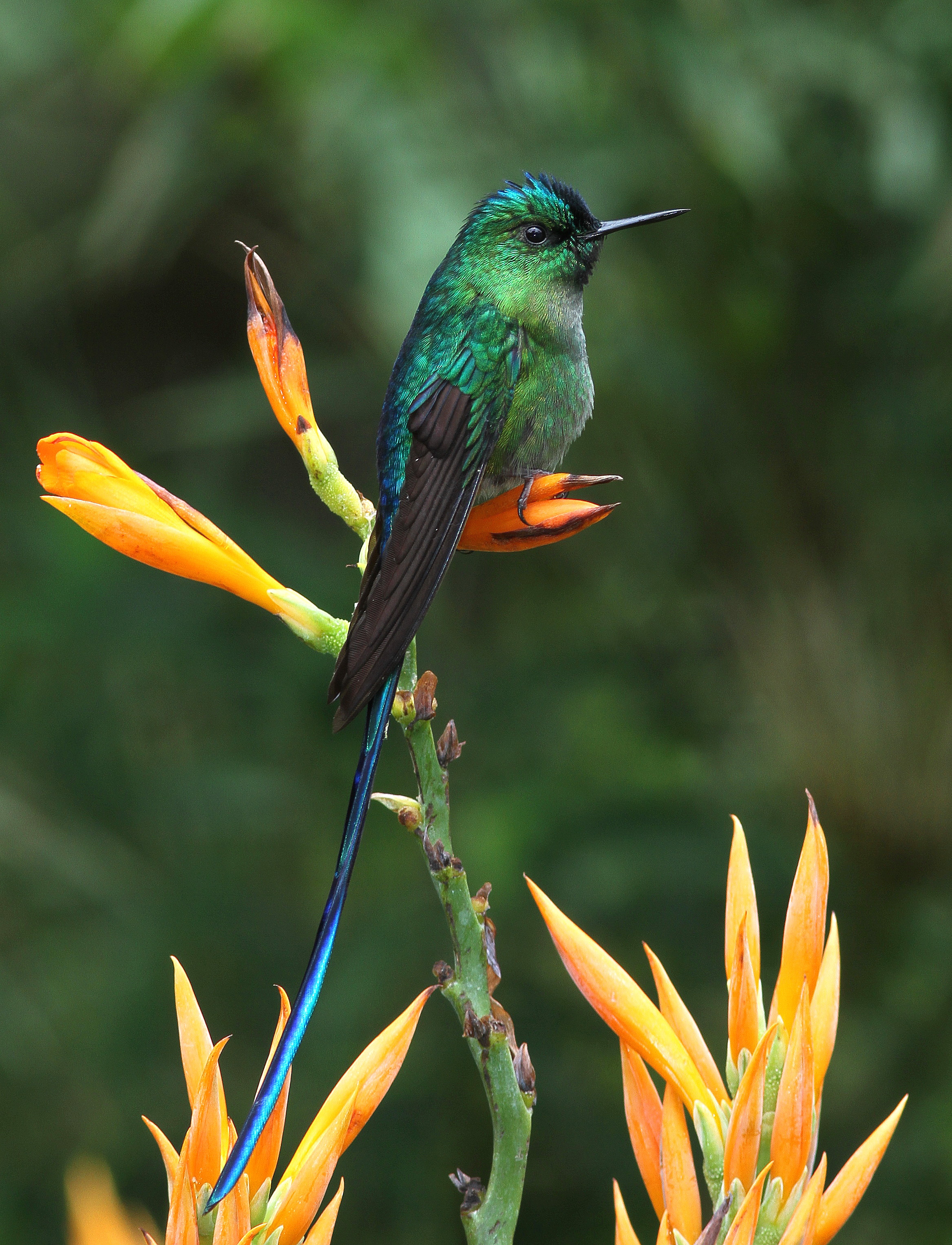 Long-tailed Sylph - Sylphe à longue queue - Aglaiocercus kingii