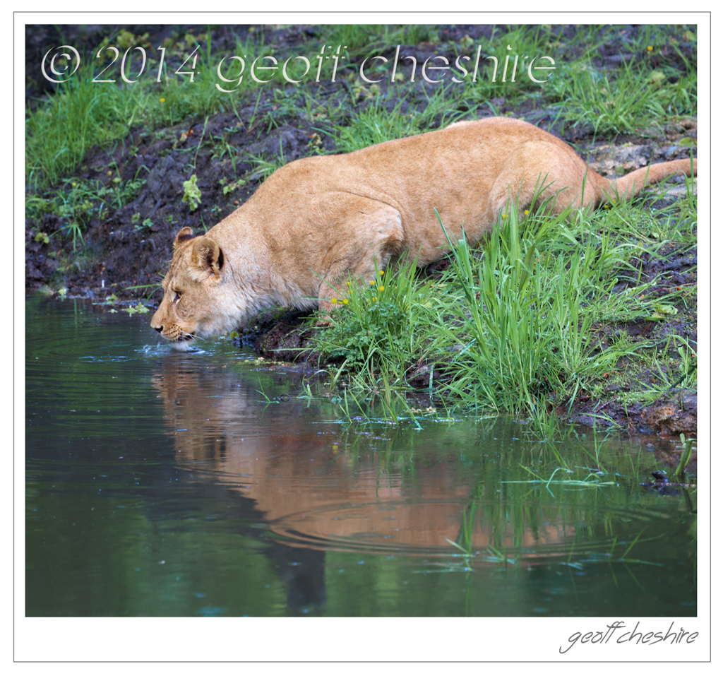 Lioness drinking at Knowsley