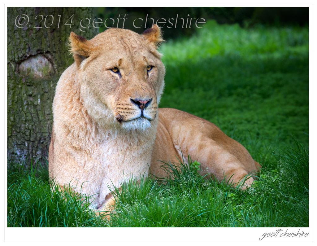 Lion at Knowsley