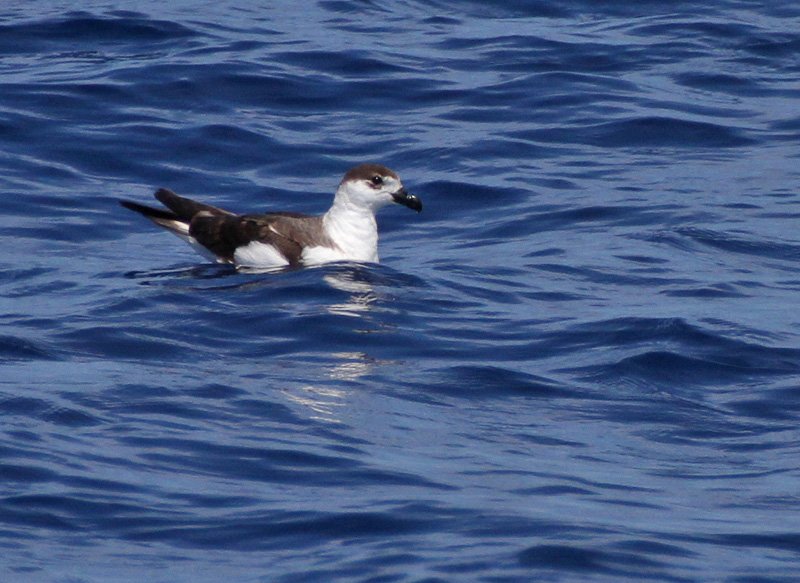 Black-capped Petrel