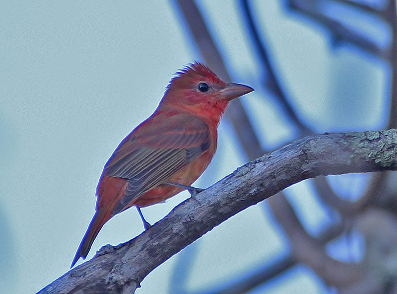 Summer Tanager