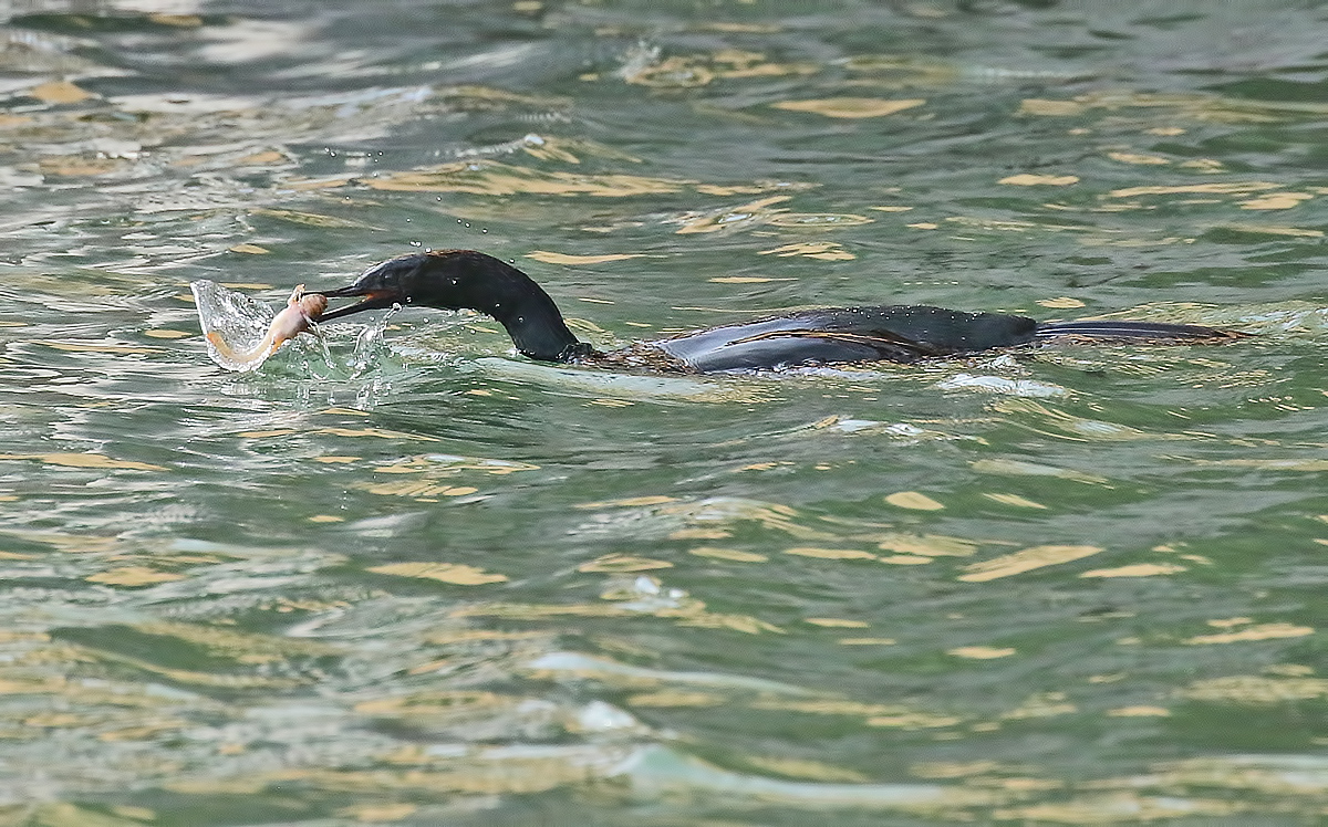 Pelagic Cormorant